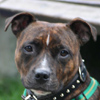 Staffordshire Bullterrier 
